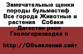 Замечательные щенки породы бульмастиф - Все города Животные и растения » Собаки   . Дагестан респ.,Геологоразведка п.